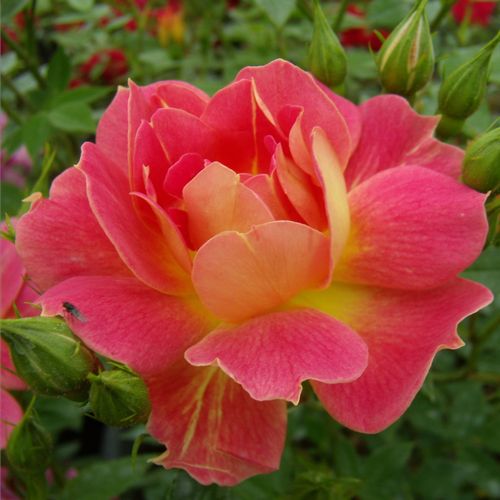 Rozenstruik - Webwinkel - dwergrozen - minirozen - geel - rood - Rosa Cleopátra™ - zacht geurende roos - - - Bloemen in trossen, verschillende bloemkleuren, geschikt voor borders.